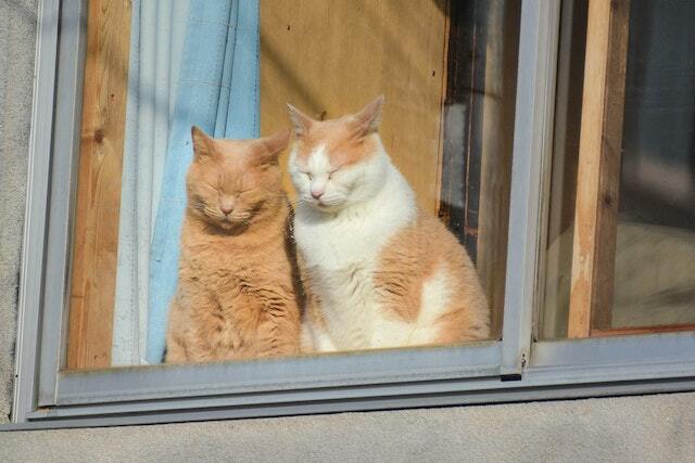 Two cats snuggling in a window