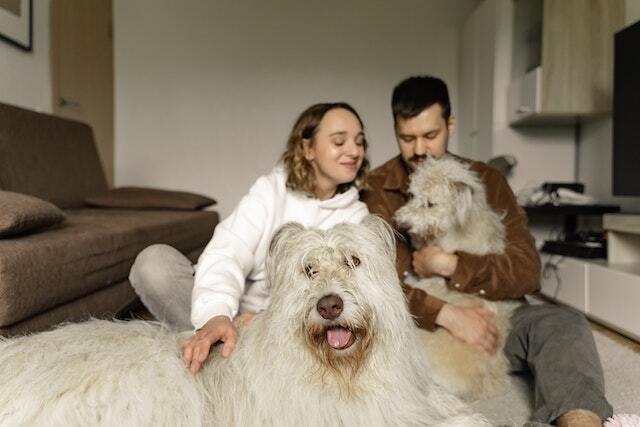 a couple sitting on the ground with two dogs